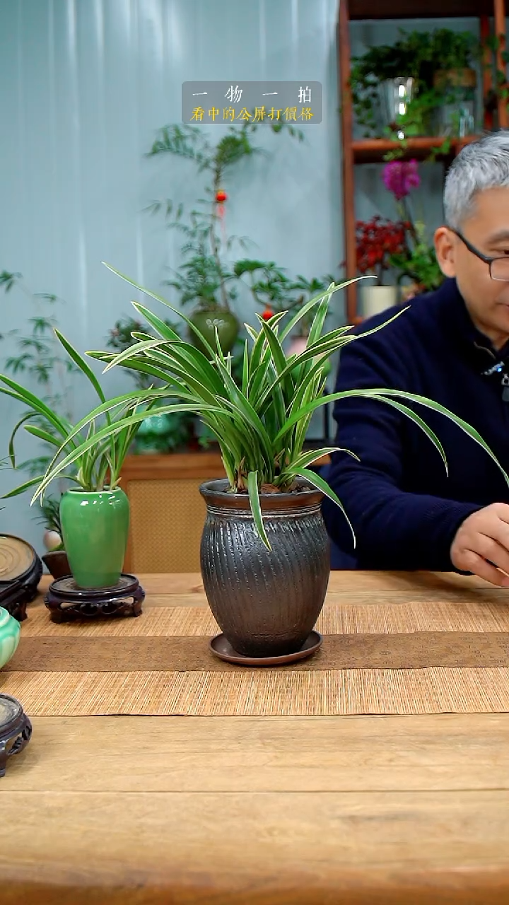 完全开放静*兰花292