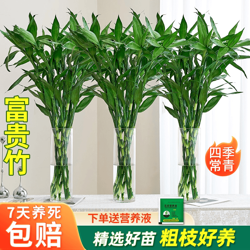 富贵竹【10支】节节高水培植物懒人好养办公居家室内摆件海南基地