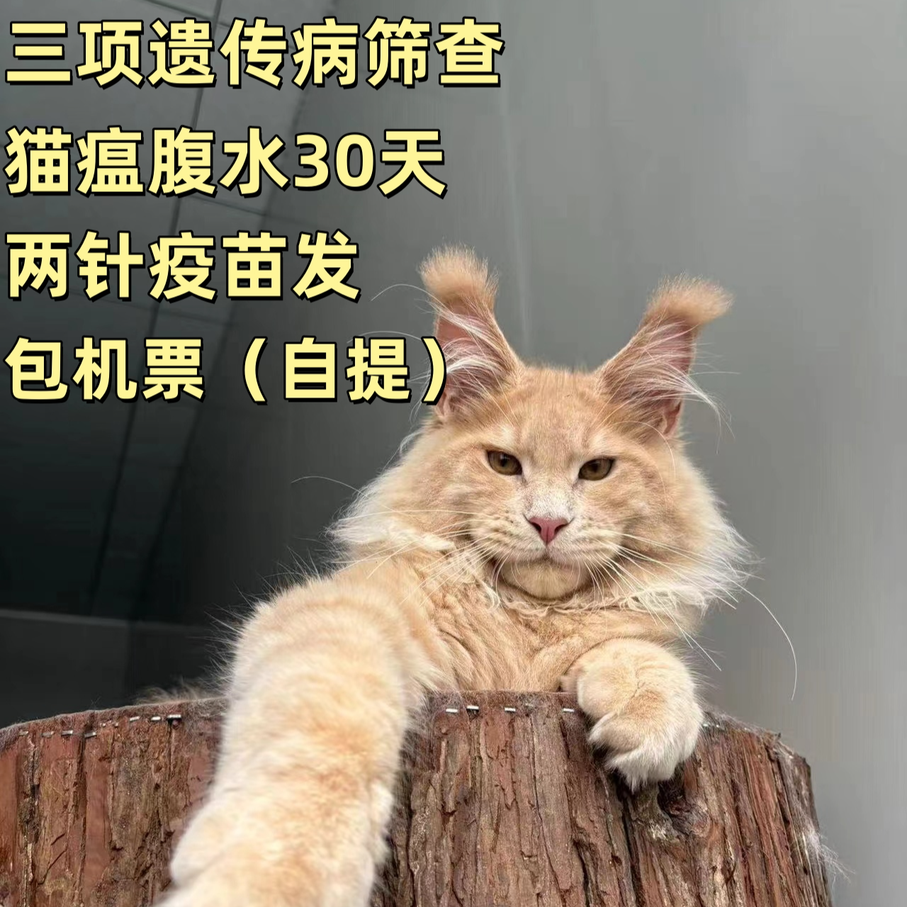（零零）全色系缅因猫繁育级家庭饲养大体双俄血大刷子缅因猫