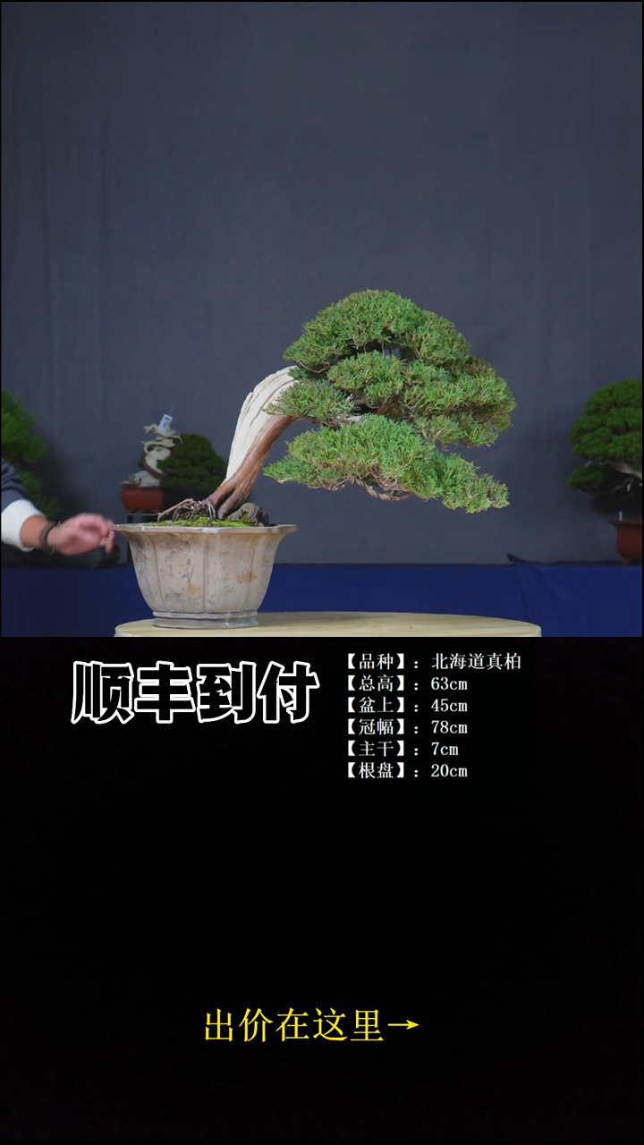 无花朵c110真柏bu'bao'you