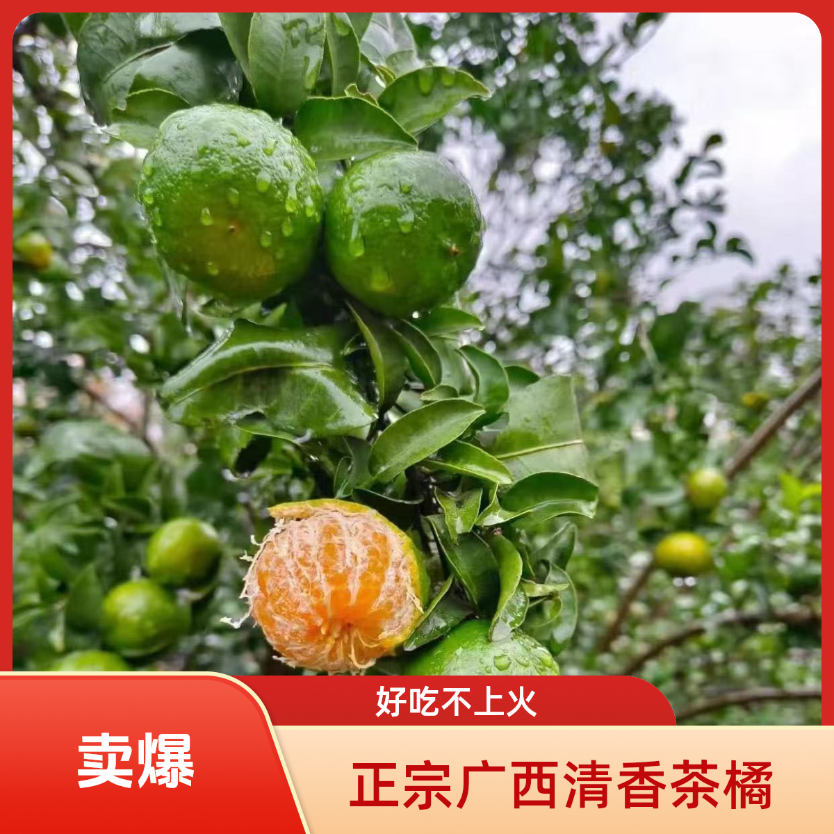 （A级果）广西清香茶橘清香橘清香蜜桔新鲜纯甜无酸巴西柑香桔
