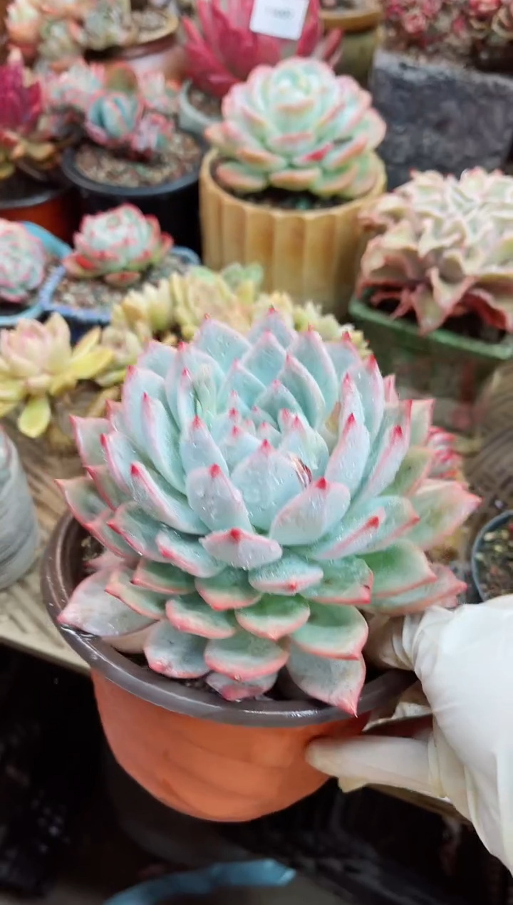 【闪购商品】13018