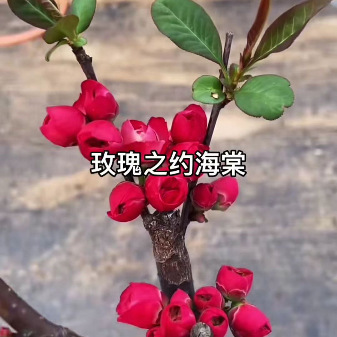 【玫瑰之约牡丹之恋】大红色重瓣花