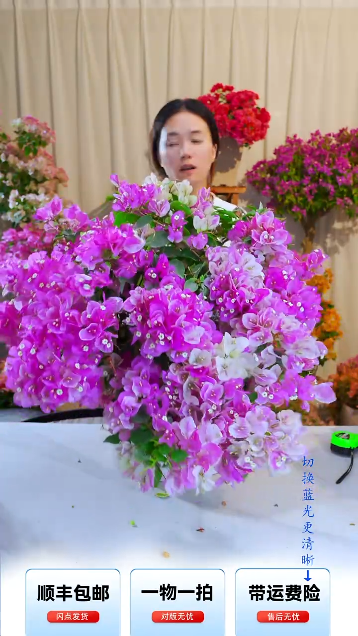 大部分开放少量花苞珠*珠漳红樱