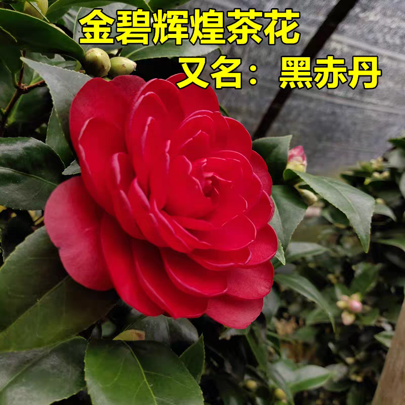 金碧辉煌山茶花树苗室内室外花卉盆栽经典酒红色中型花型黑红色