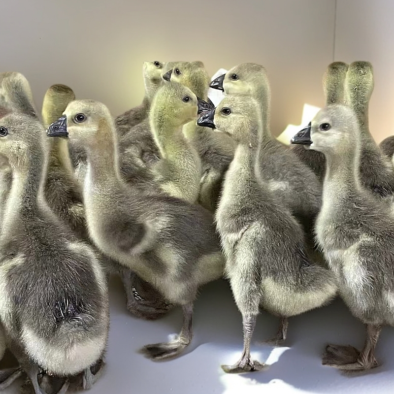 2号一斤 （左右） （狮头）娥大品种顺丰速运包邮宠物活体禽类活体