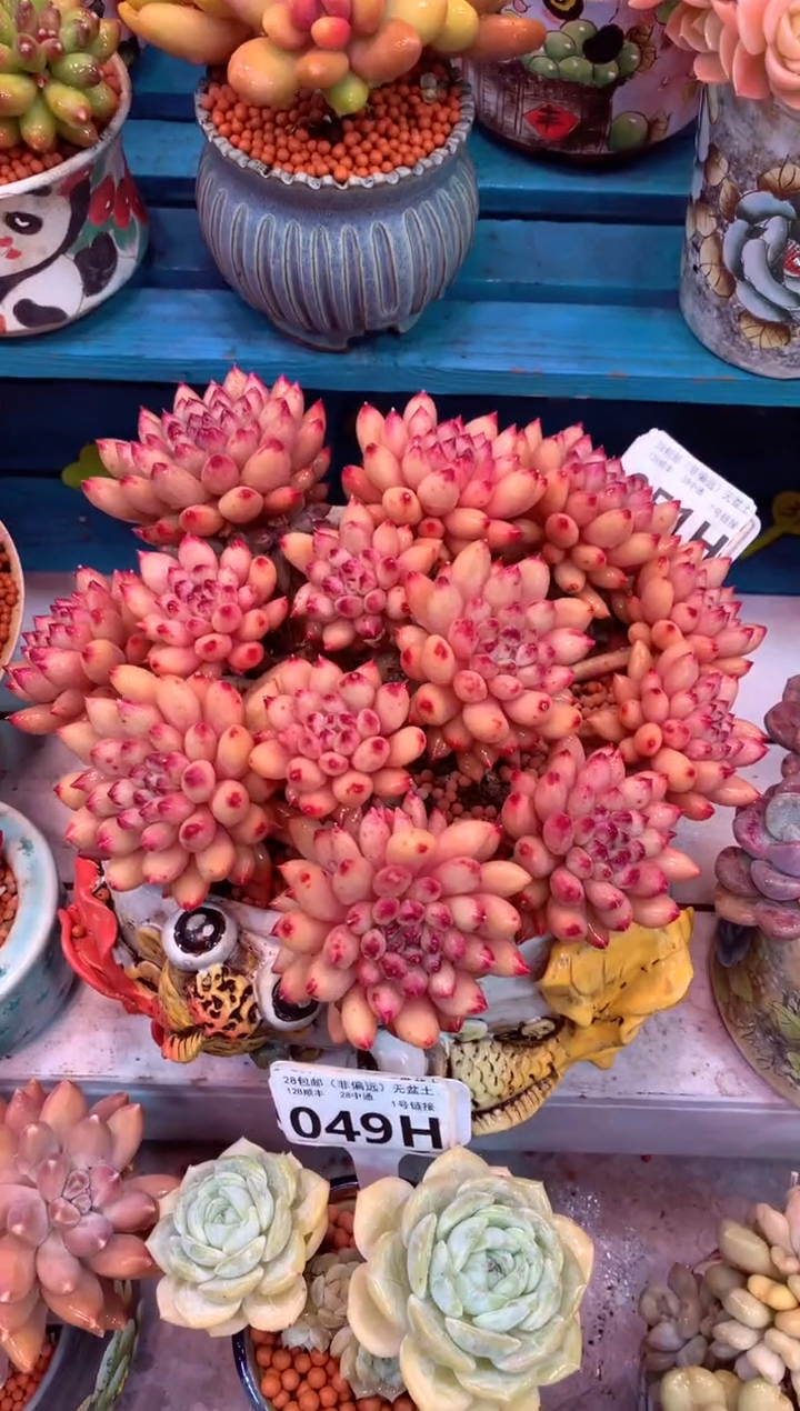 红胖体岩字051H（一物一拍，精品多肉，w所见即所得 ）