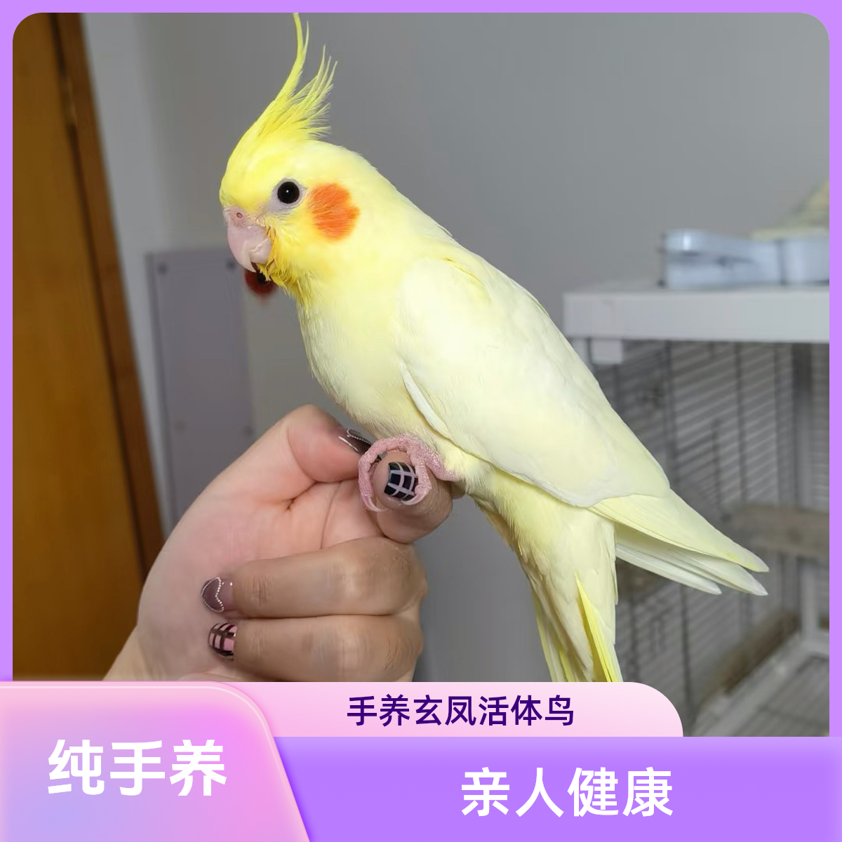 手养玄凤鹦鹉活体雏鸟可学技能亲人粘人宠物鸟