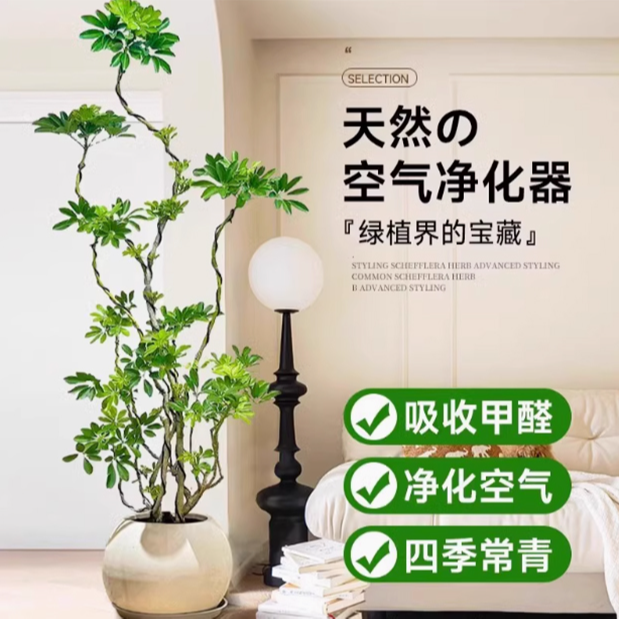 造型鸭脚木客厅大盆栽鸭掌木鹅掌柴室内绿植大型四季常青真花植物