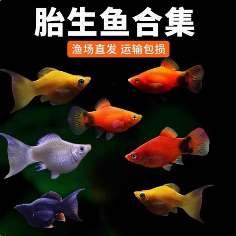 玛丽鱼奶牛玛丽球黑尾月光鱼胎生鱼直接下小鱼大肚怀孕鱼米奇孔雀