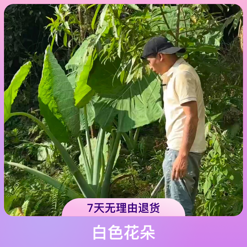 大叶盆景象耳芋绿植清新美观增添自然气息