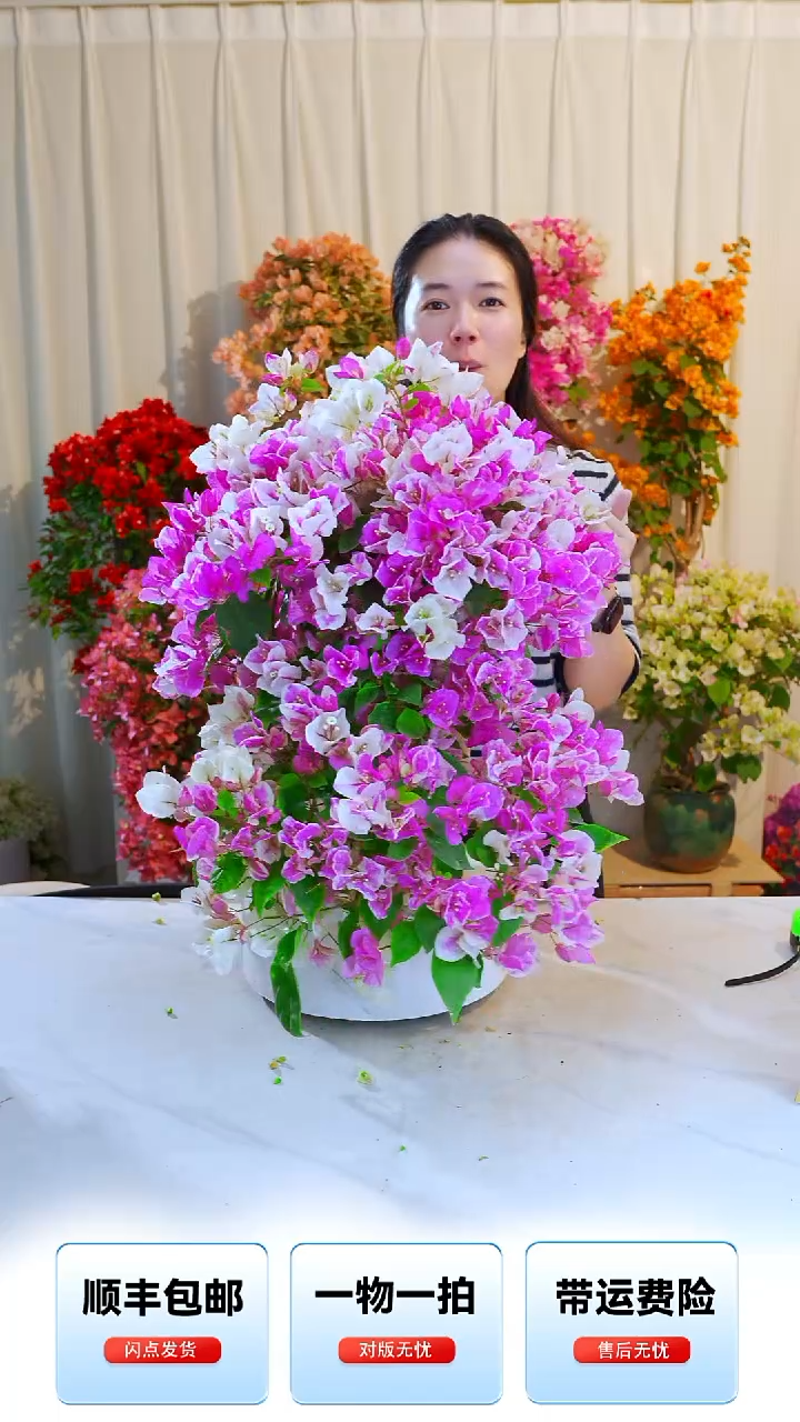 大部分开放少量花苞章红樱