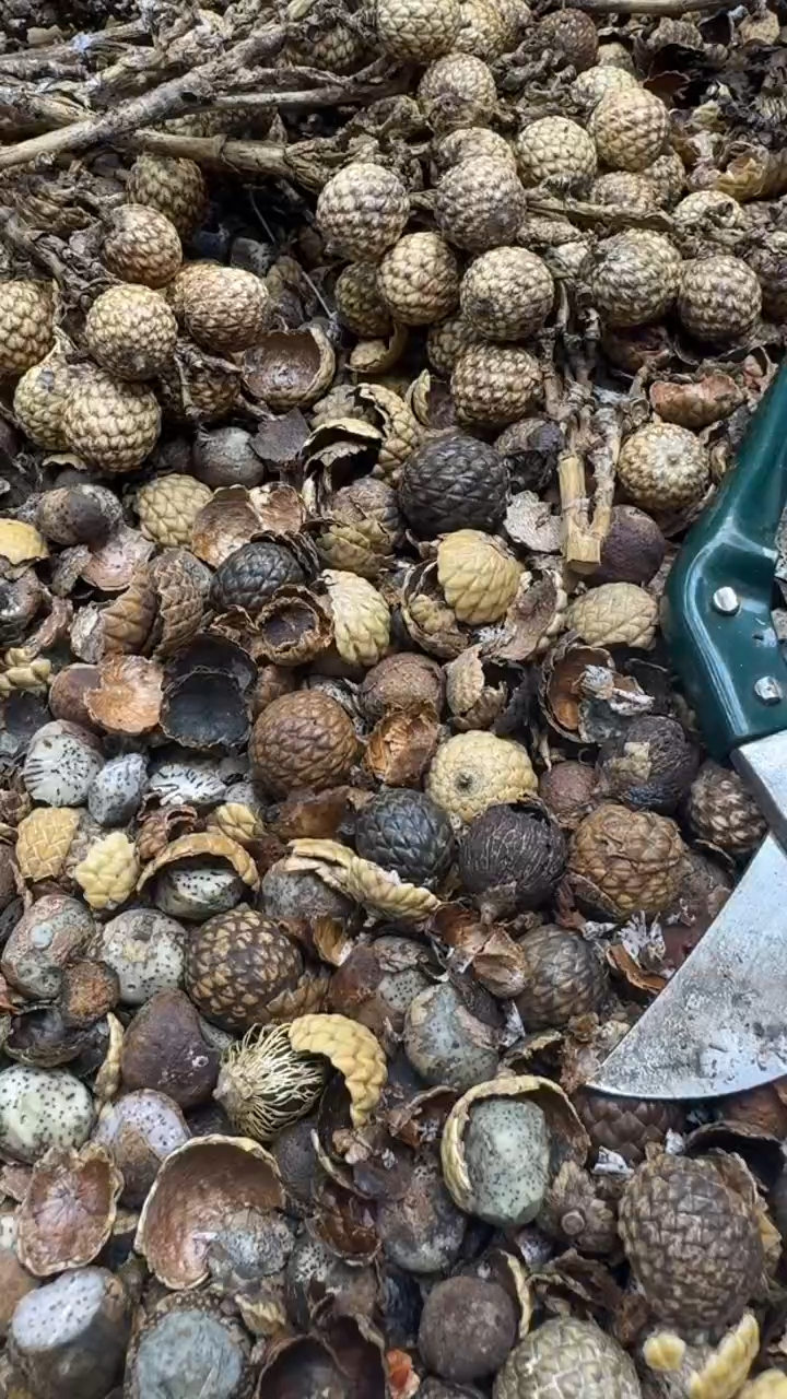 【闪购商品】星月菩提手串青稞手作 6号