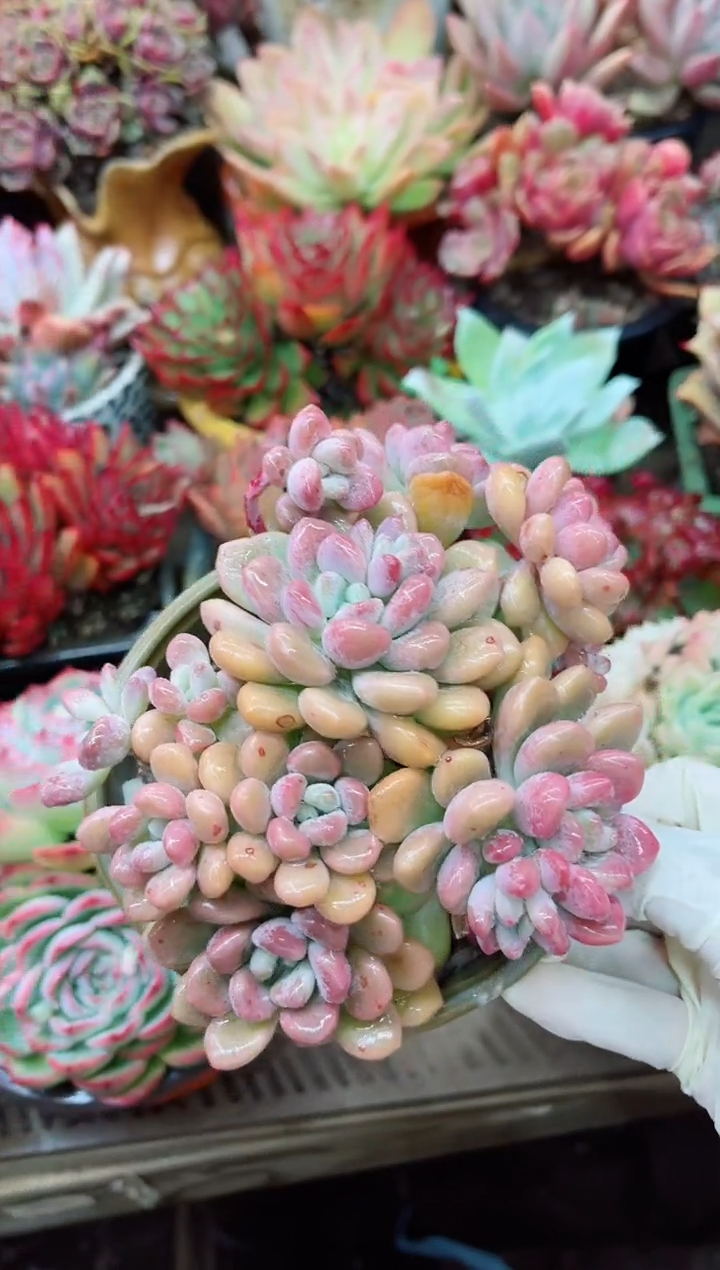 【闪购商品】08011