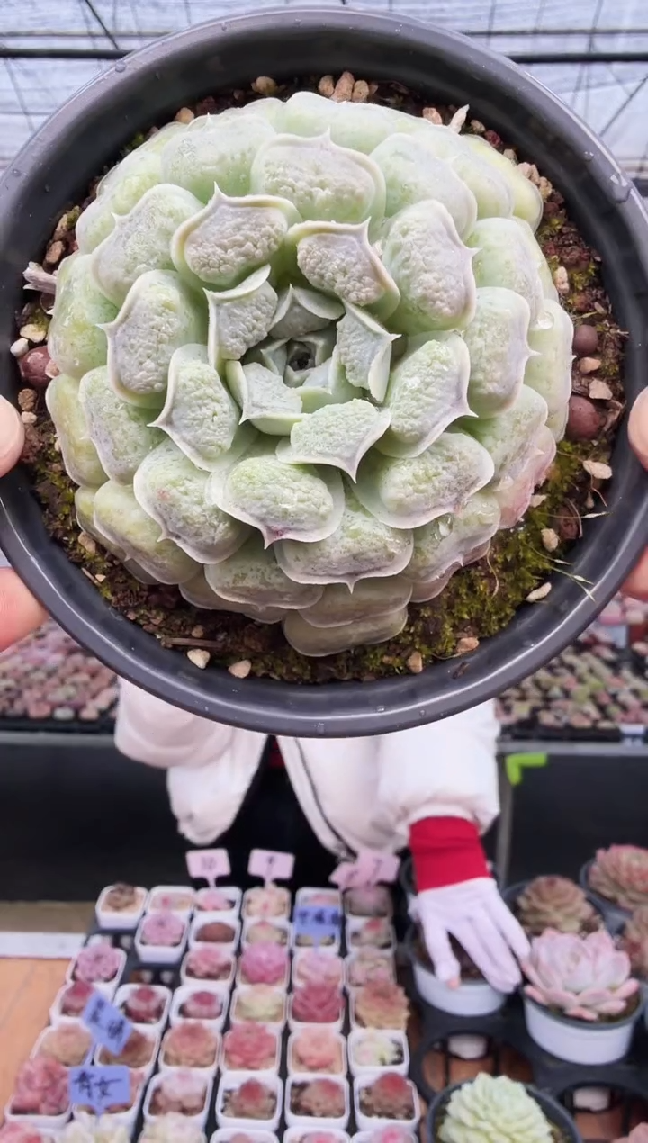 东云多肉园新款-107（脱土）