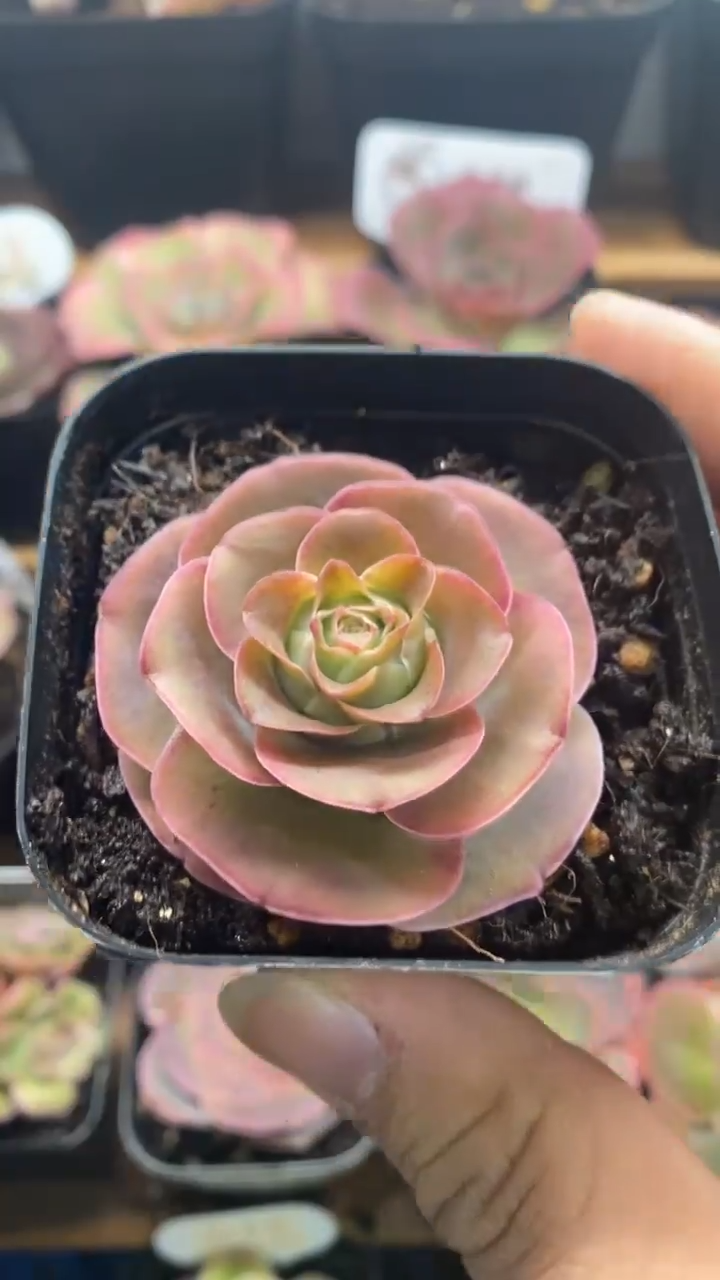 楹楹山地玫瑰/376/4cm