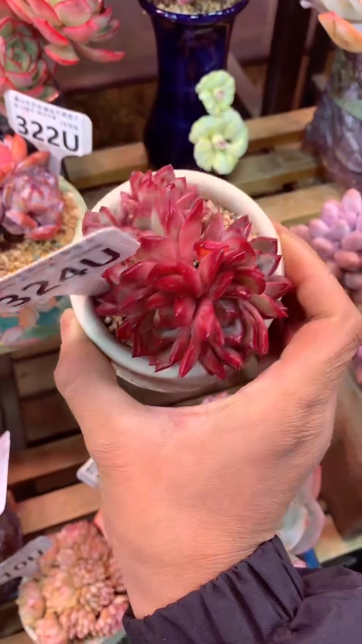 324 U（一物一拍，精品多肉，w所见即所得 ）