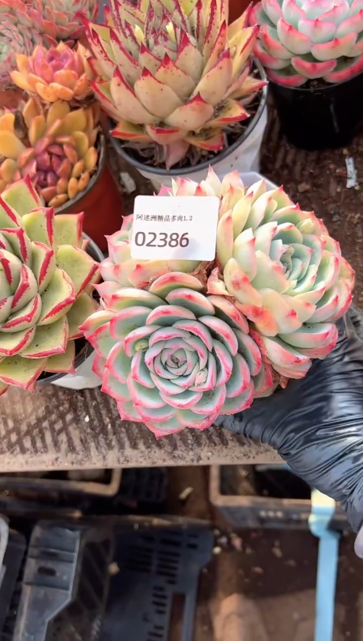 柚**?多肉植物一物一拍02386