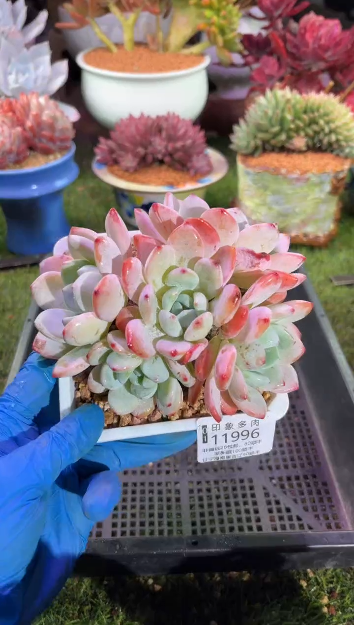 【闪购商品】11996