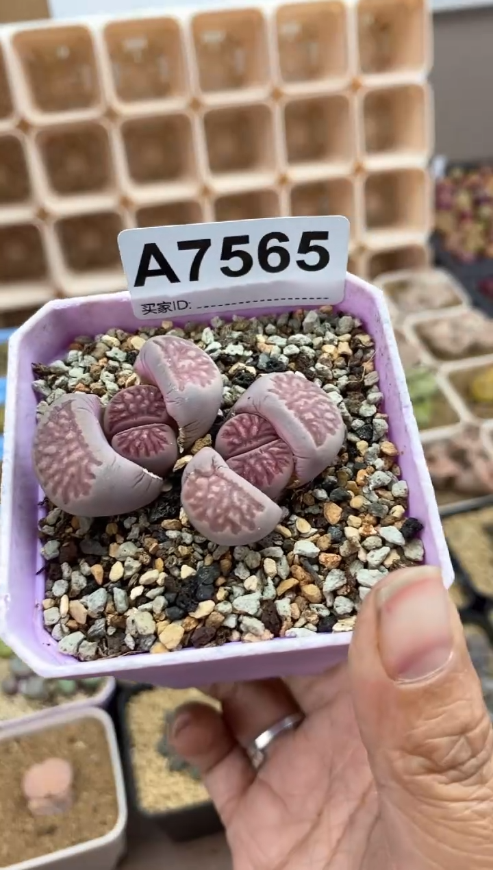 【闪购商品】7565直播间一物一拍链接