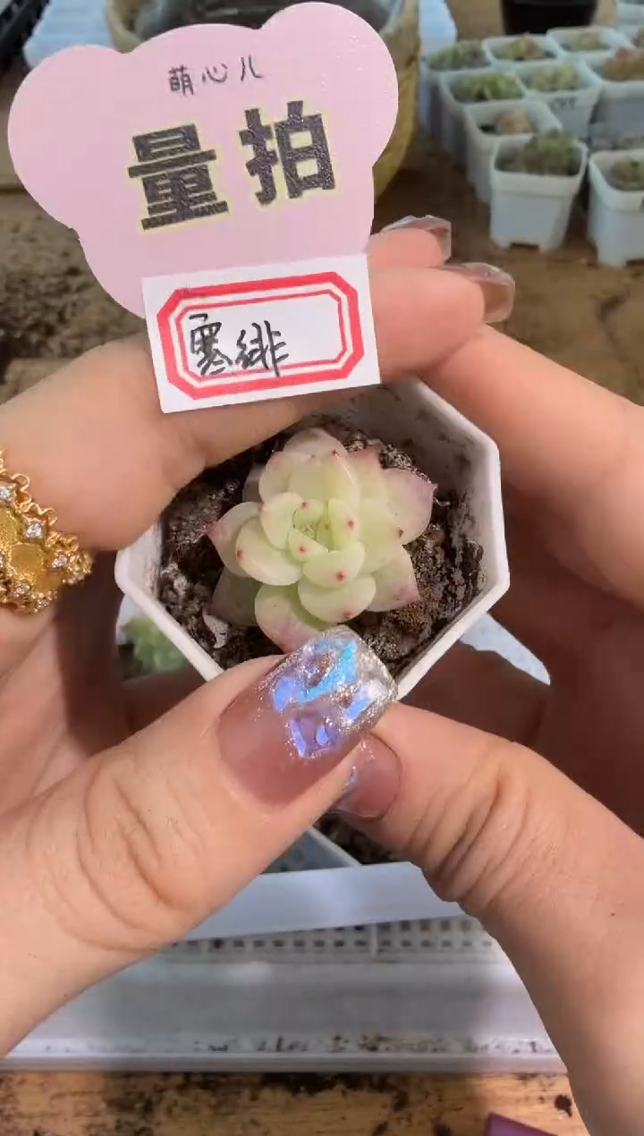 寒绯八角杯1盆 单双混 量拍混发