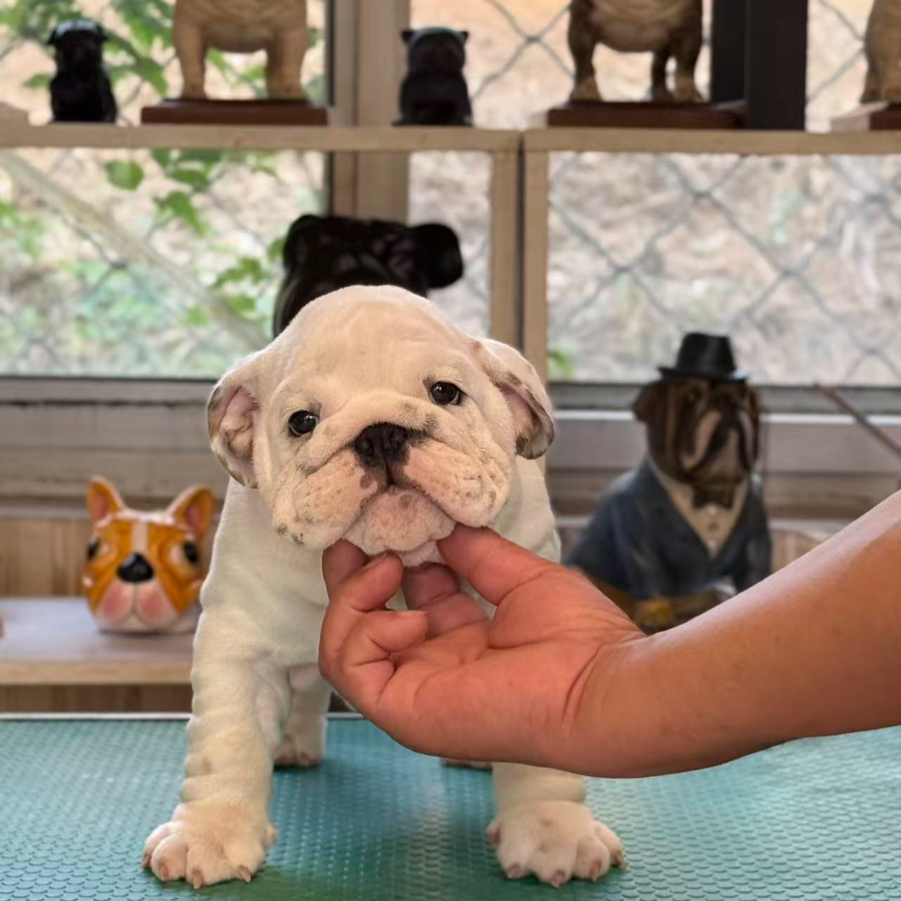 狂爱犬舍  英国斗牛犬狗狗幼体