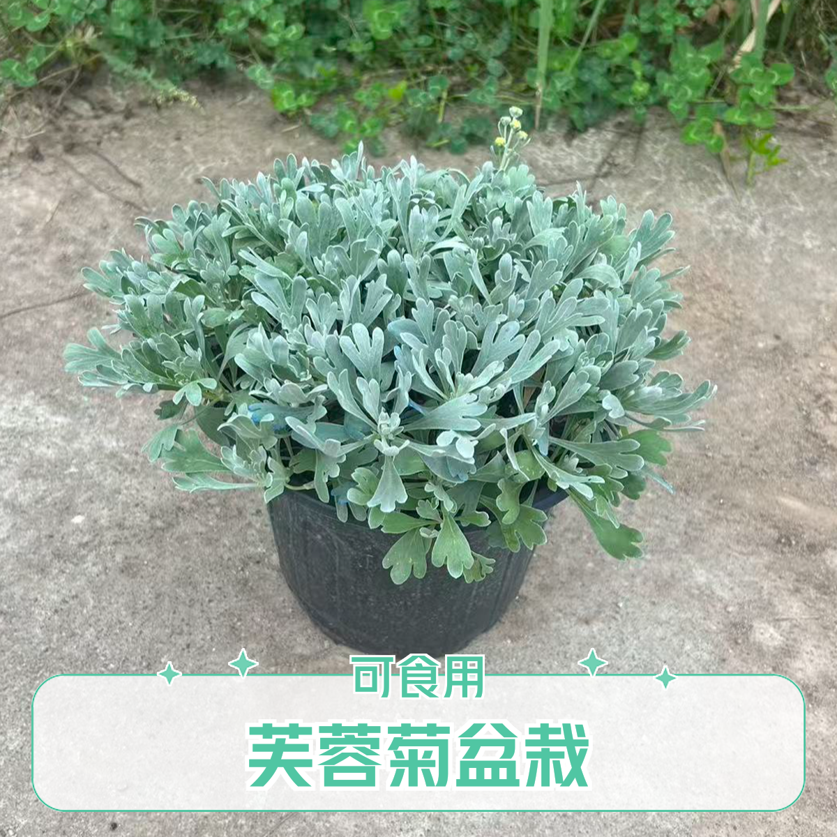 芙蓉菊盆栽玉芙蓉雪艾盆栽花苗盆景中草药银叶菊绿植花卉阳台庭院