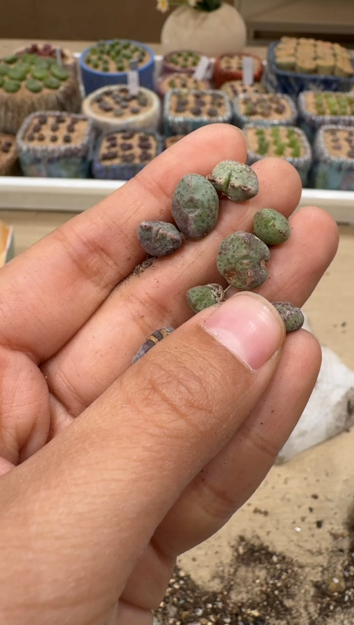 多肉植物肉锥5-46