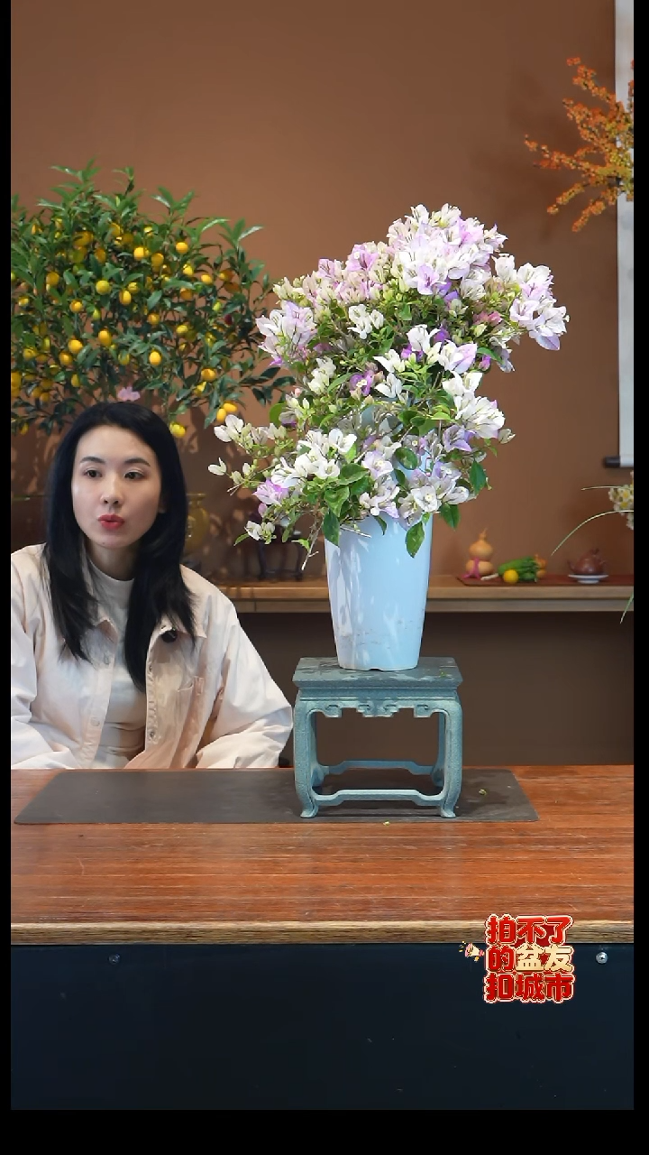 全部花朵。*瑟三角梅盆景盆景盆景