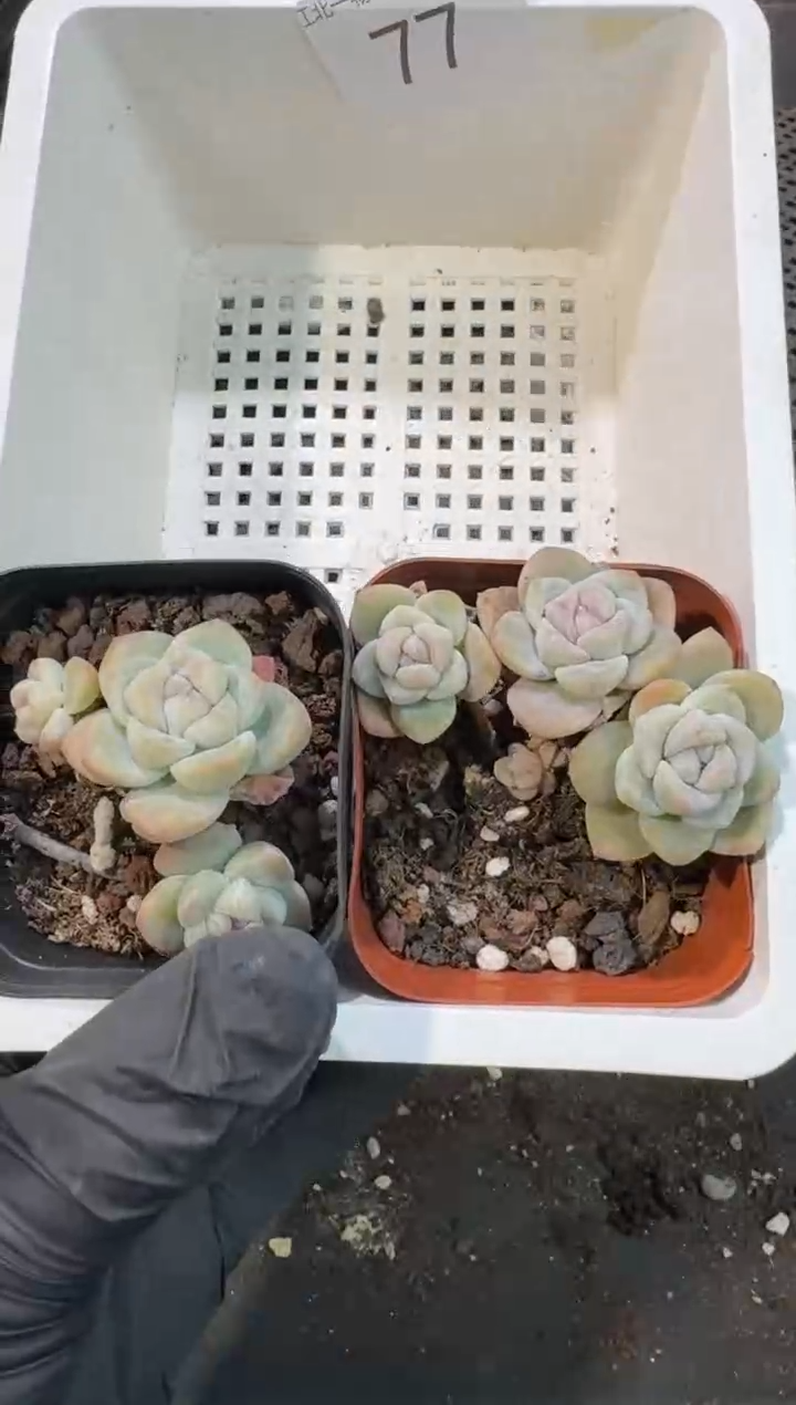 【闪购商品】77号到手1框--江北一物一拍