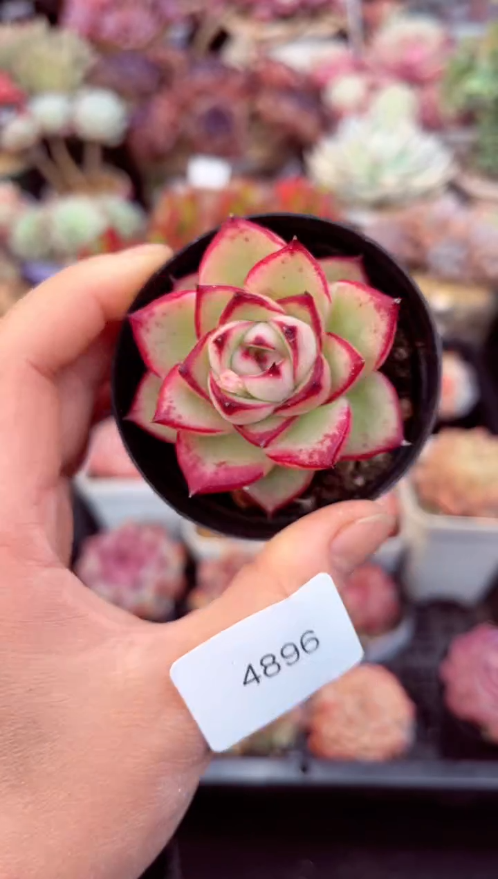 【闪购商品】4896单头多肉