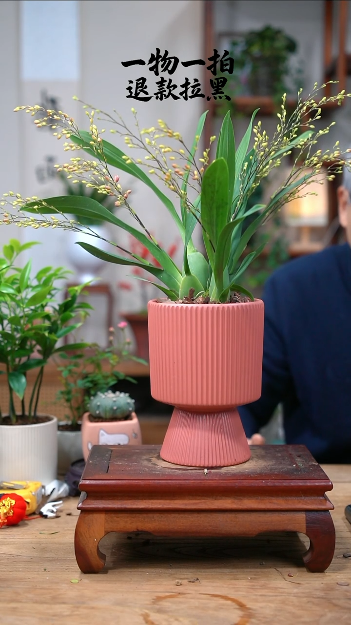 完全开放竹**雨文心兰472