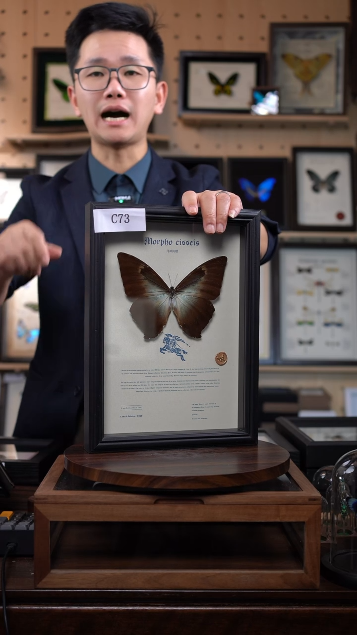 蝴蝶标本摆件竞拍月神闪蝶g亚c73