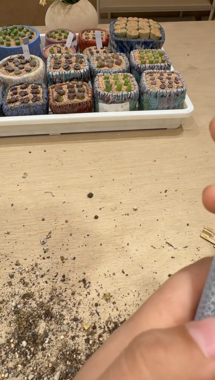 多肉植物肉锥5-63 li zi5斤