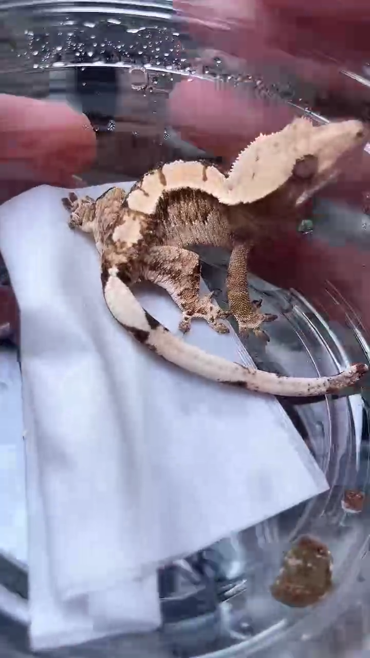 睫角守宫睫角守宫10号奶油超三