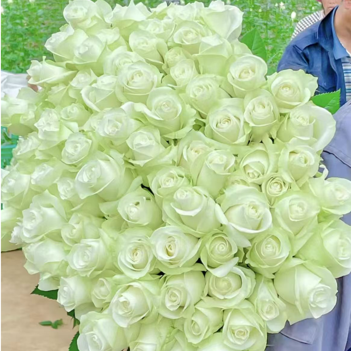 白骄傲玫瑰，每扎20支