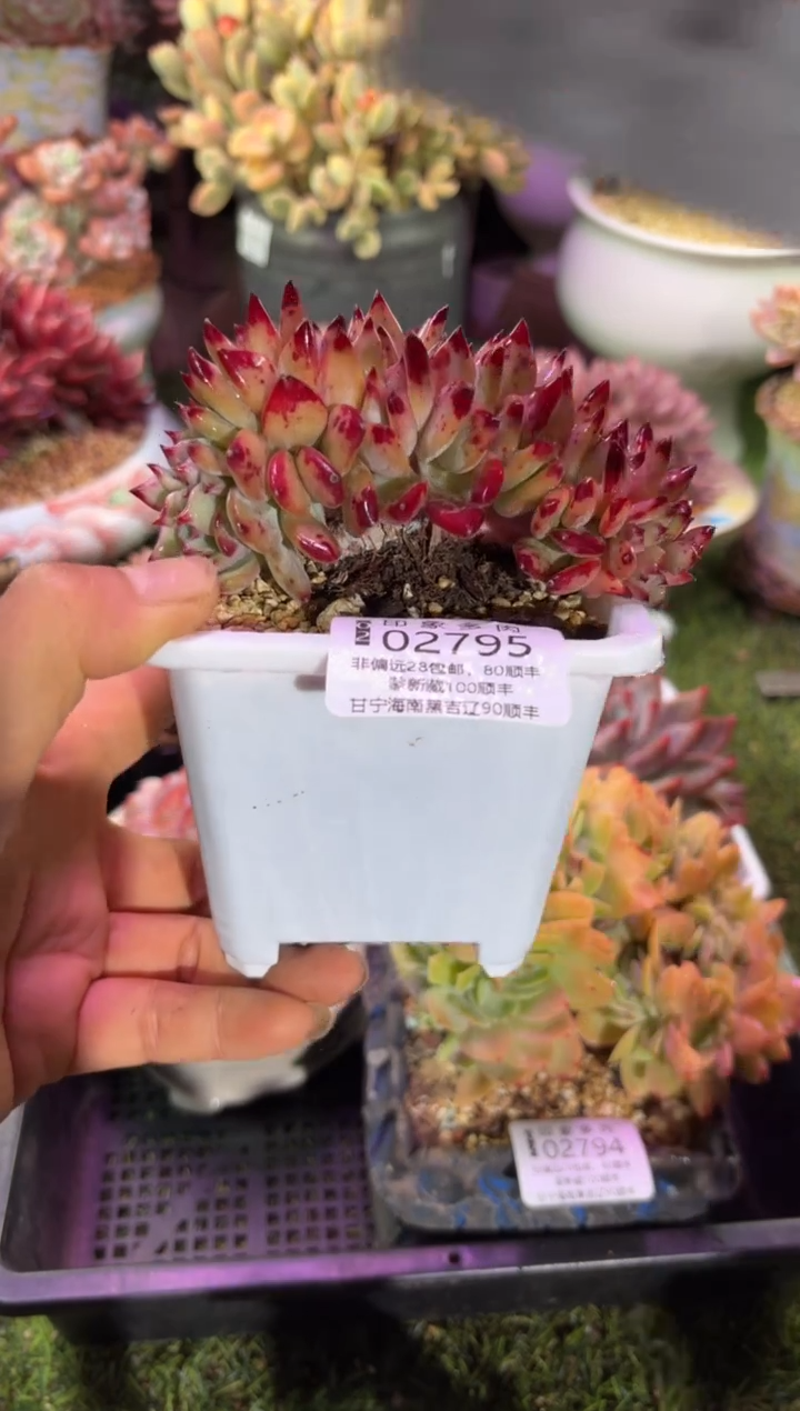 【闪购商品】02795