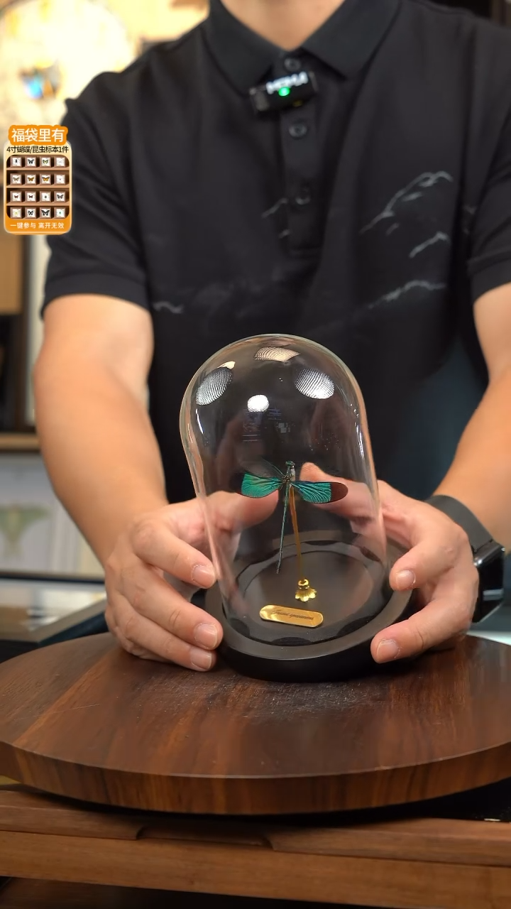 华艳色蟌标本玻璃罩款