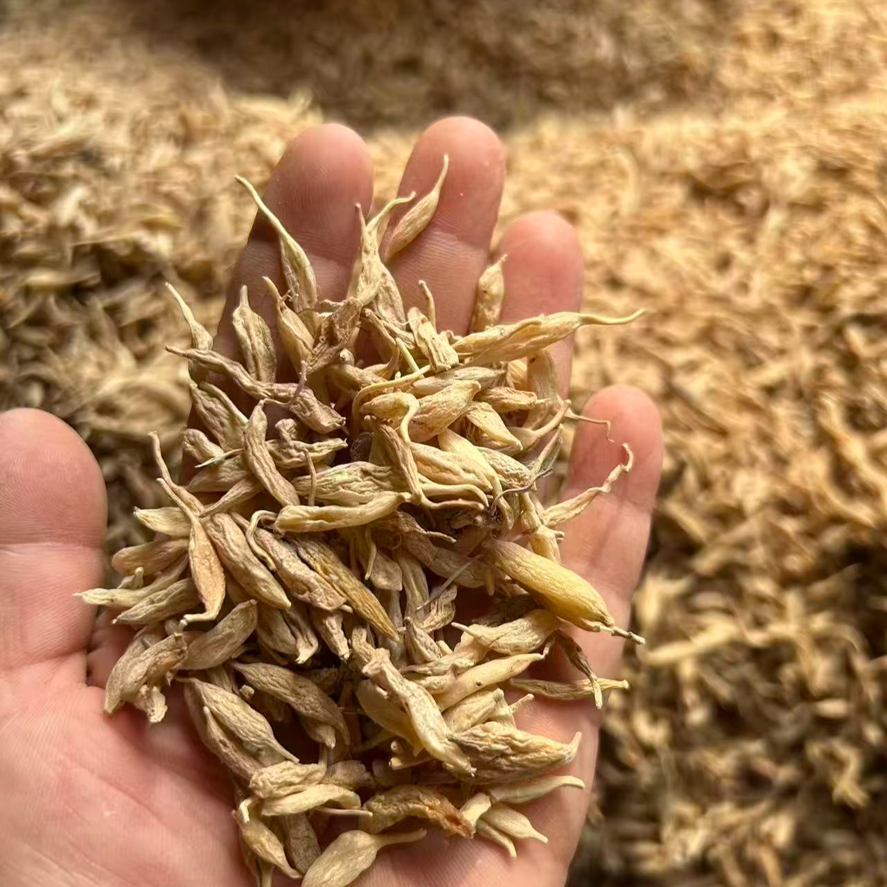 【湘哥专属】精品麦冬湖南原产泡水喝新鲜干货煲汤炖肉