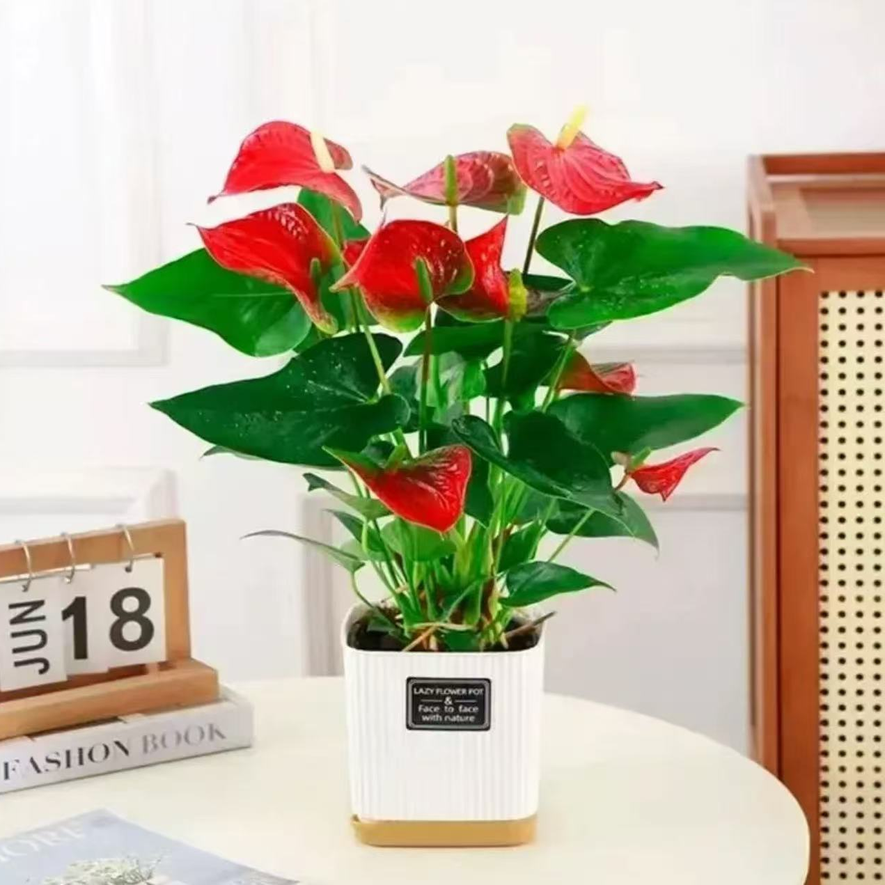 带花发货红掌一帆风顺净化空气吸甲醛室内阳台喜庆绿植