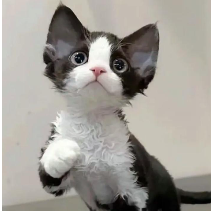 (辰溪萌宠)德文卷毛猫 宠物活体猫猫