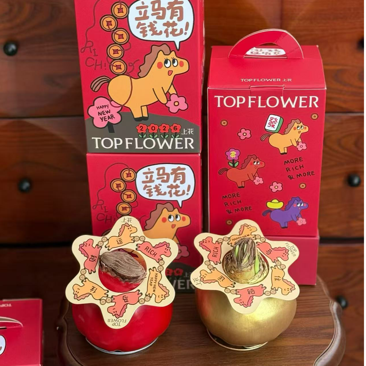 朱顶红种球！！！懒人植物