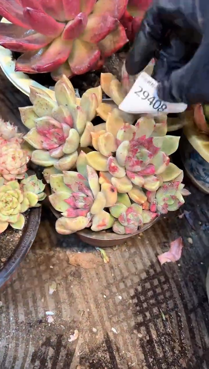 小*拉多肉植物一物一拍29408