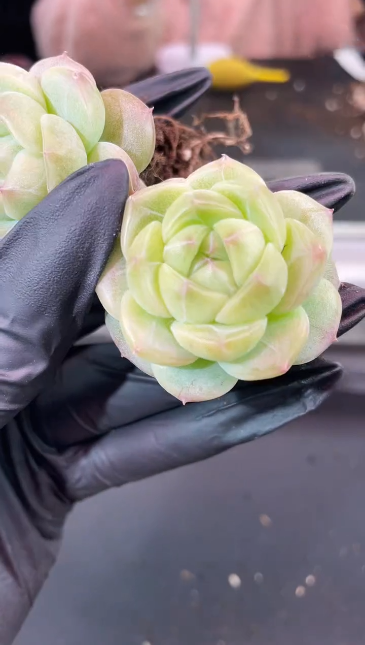 闪购1216  和田玉多肉一颗 3.5-4厘米