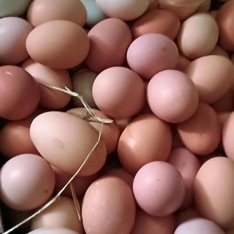 东北农村笨鸡蛋（30个）顺丰包邮