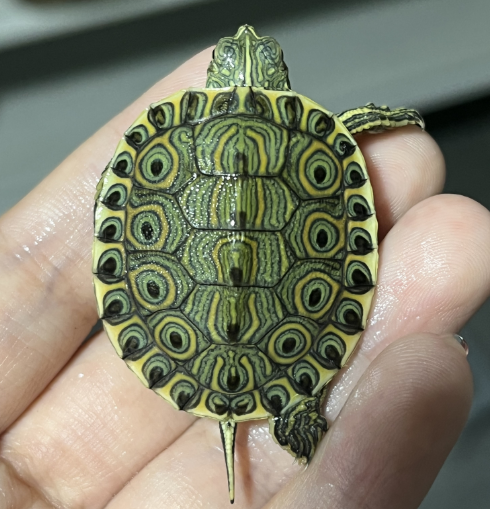 【福袋奖品】随机大河甜甜圈龟一只