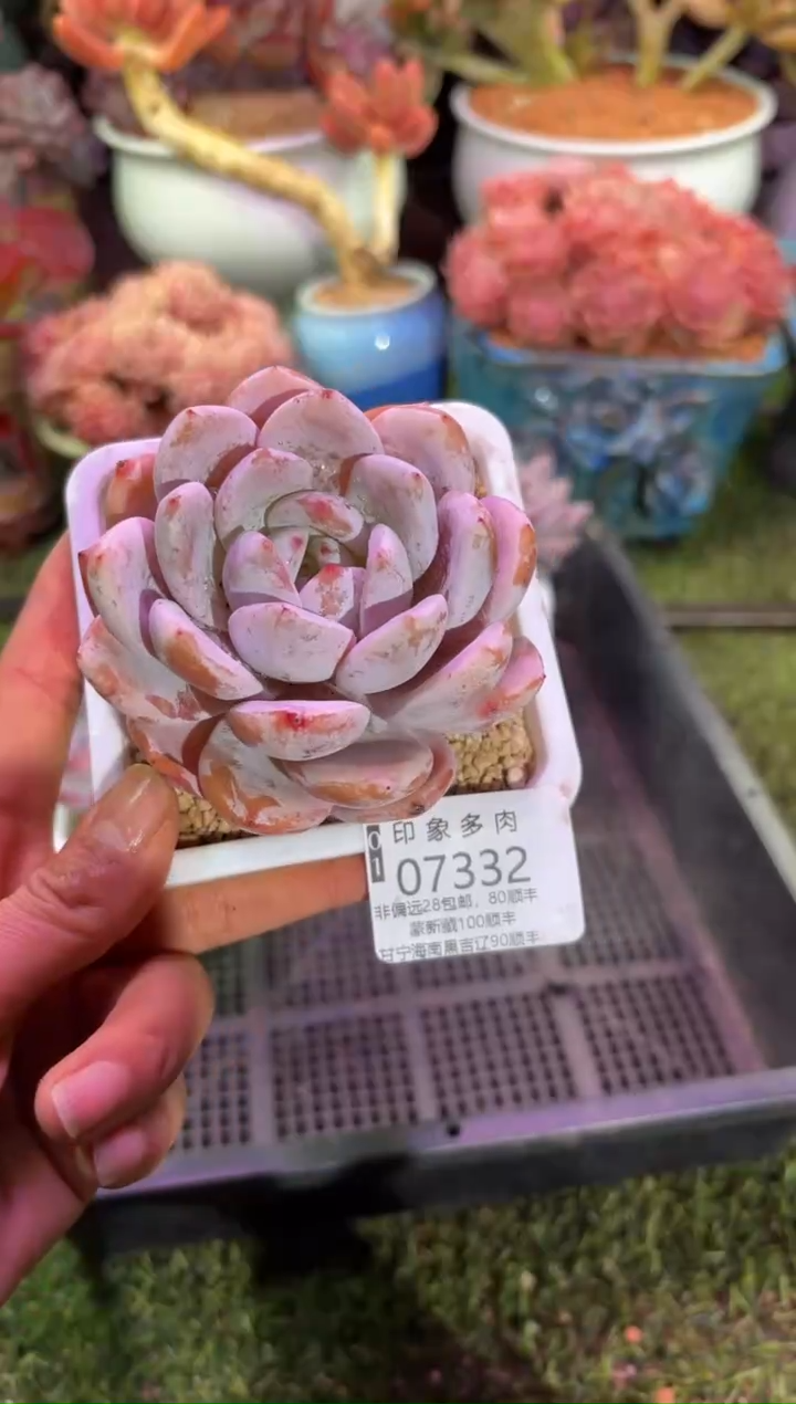 【闪购商品】07332