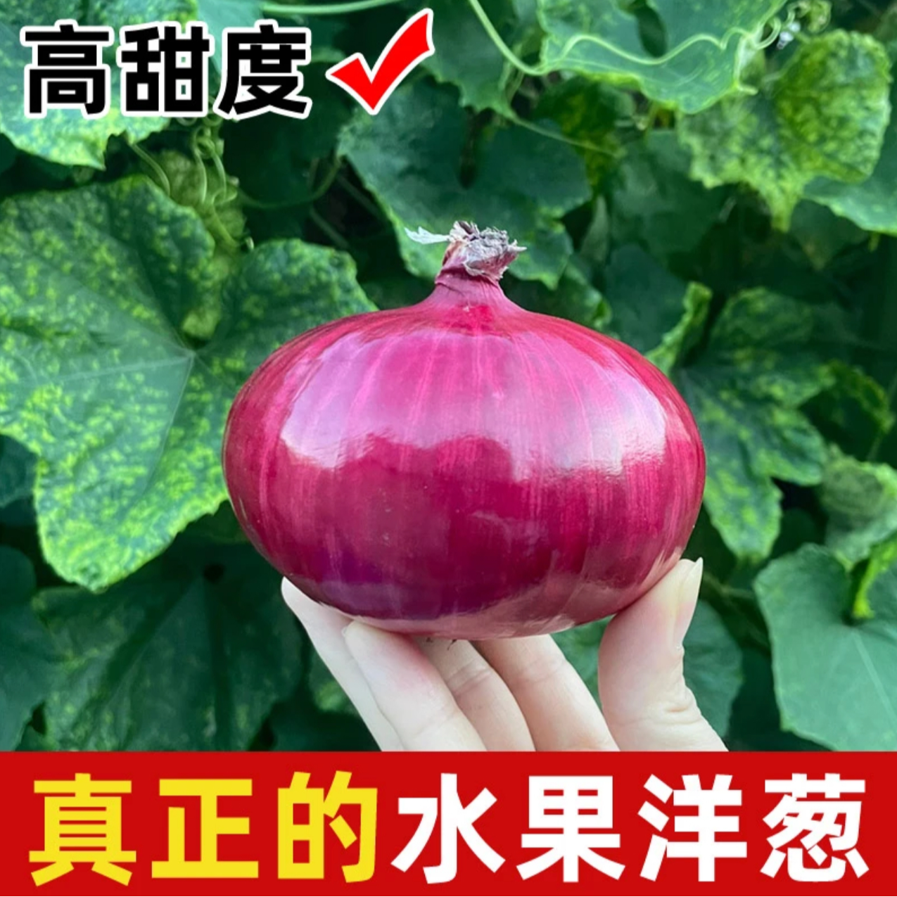 【坏了都包赔】精品农家自种水果洋葱生吃凉拌7分甜
