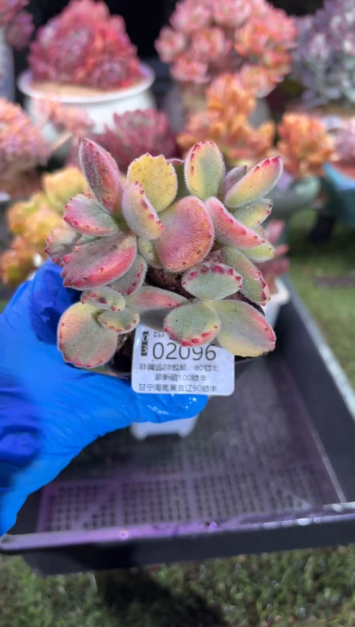 【闪购商品】02096