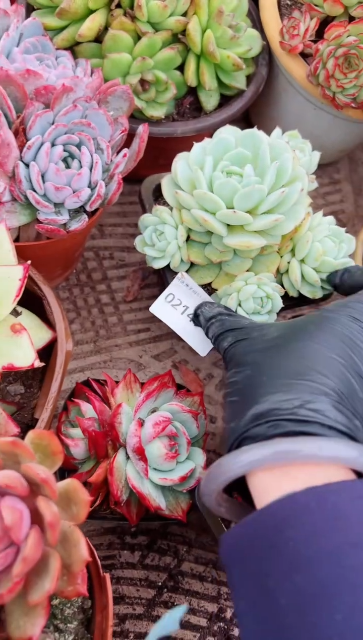 销*多肉植物一物一拍02147